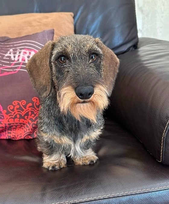 Arya carina Des Terres De France