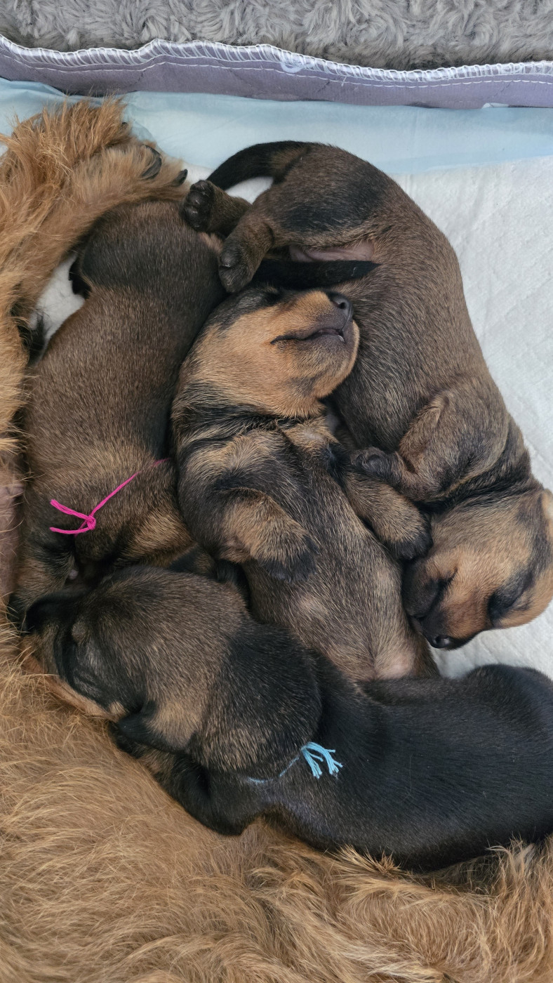 Chiot Teckel poil dur Des Terres De France