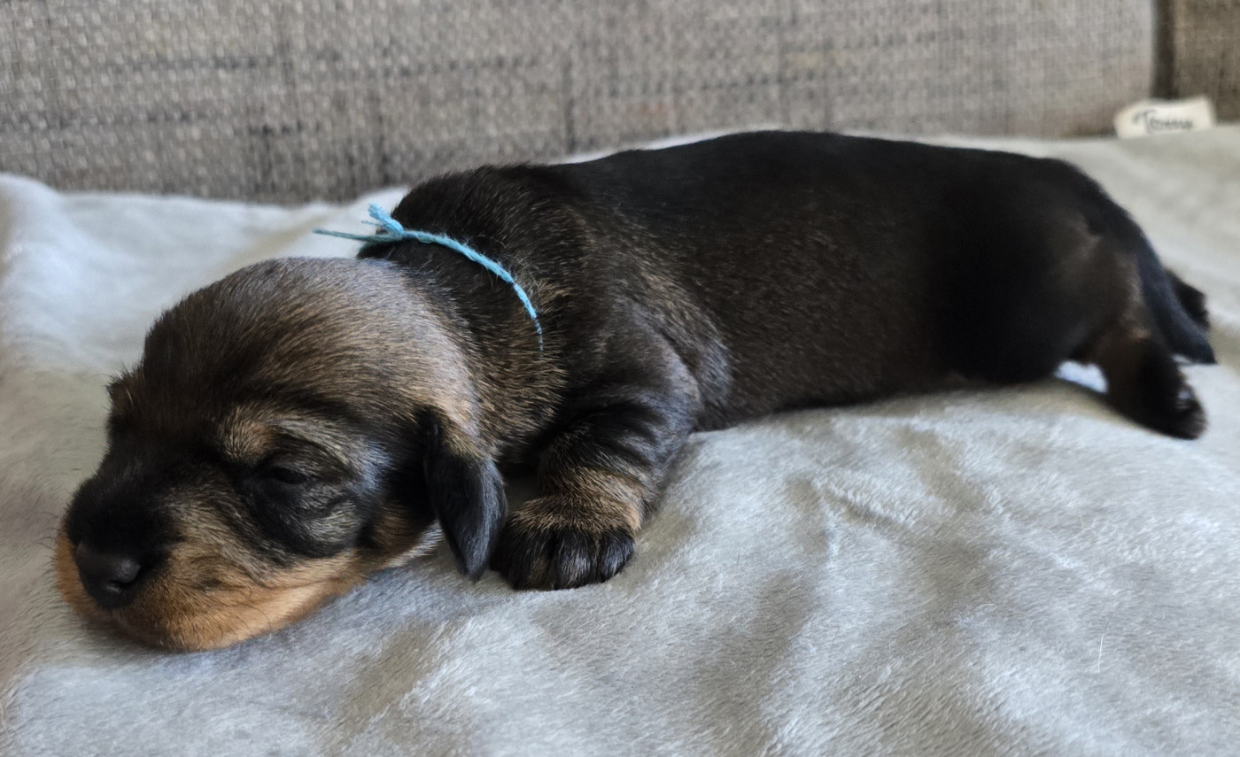 Des Terres De France - Chiots disponibles - Teckel poil dur