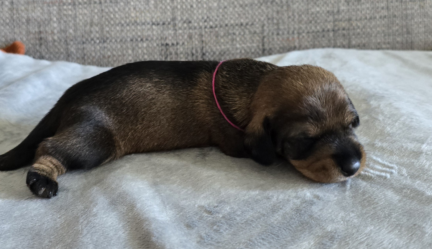 Des Terres De France - Chiots disponibles - Teckel poil dur