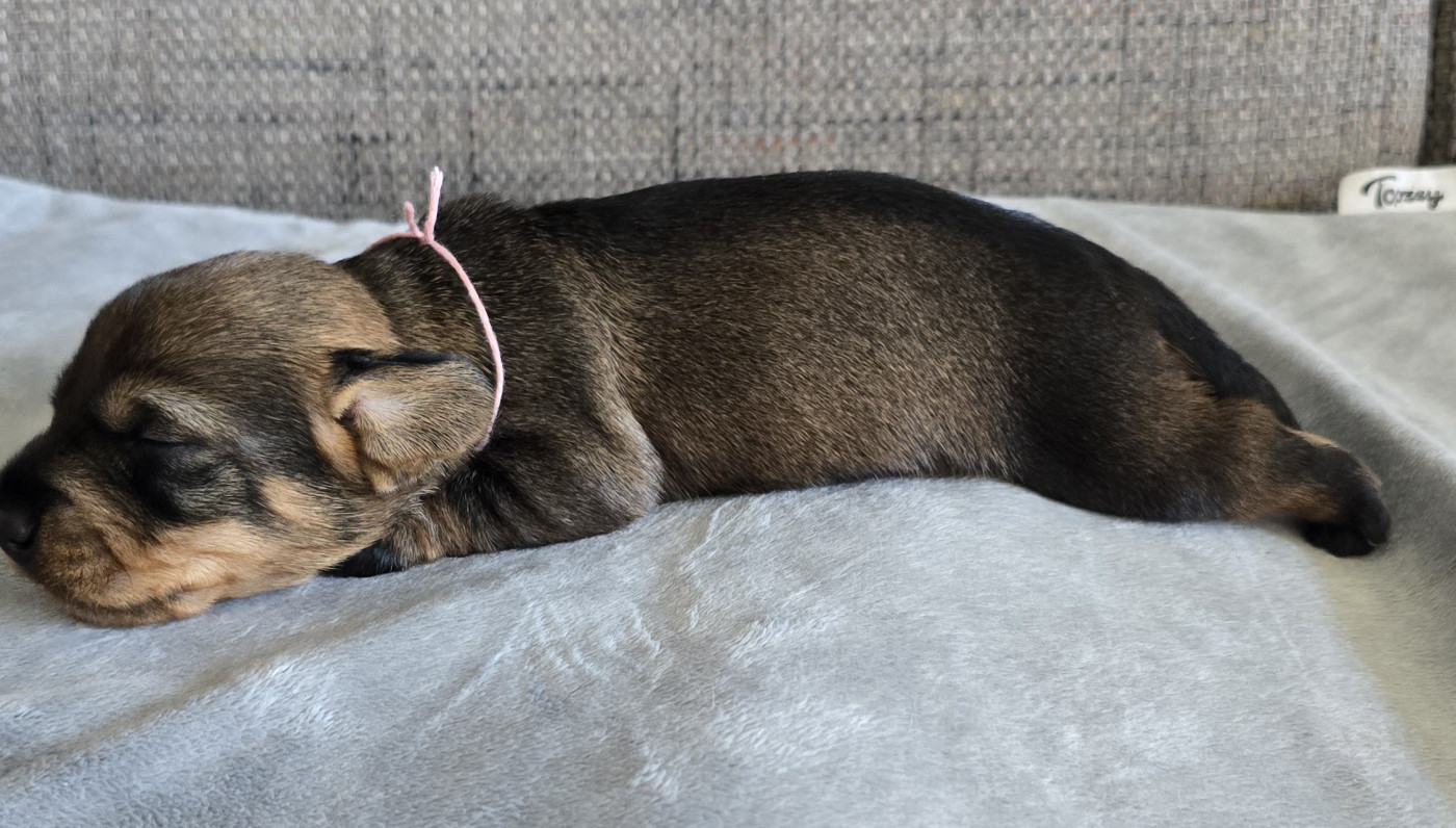 Des Terres De France - Chiots disponibles - Teckel poil dur