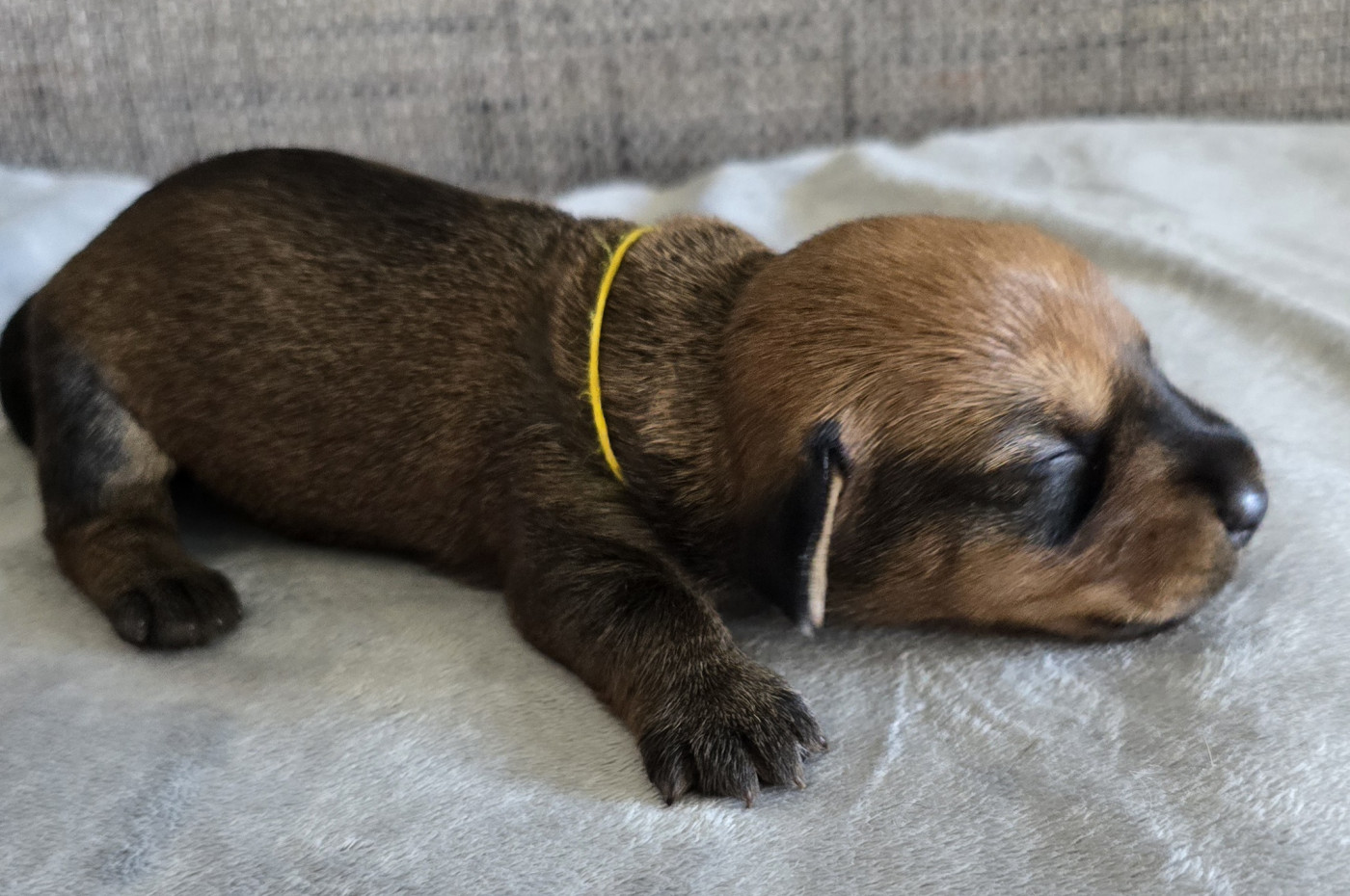 Des Terres De France - Chiots disponibles - Teckel poil dur