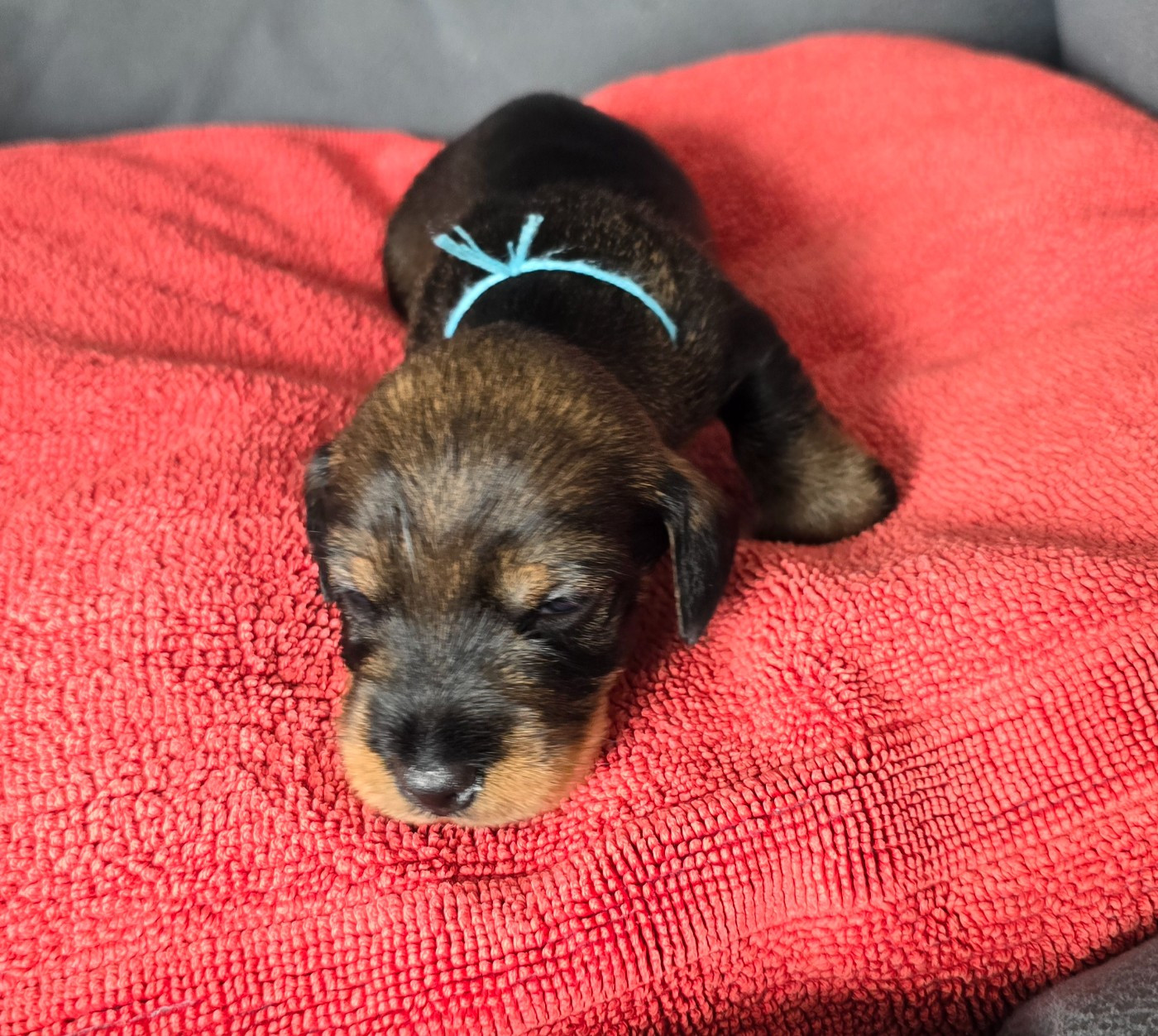 Des Terres De France - Chiots disponibles - Teckel poil dur