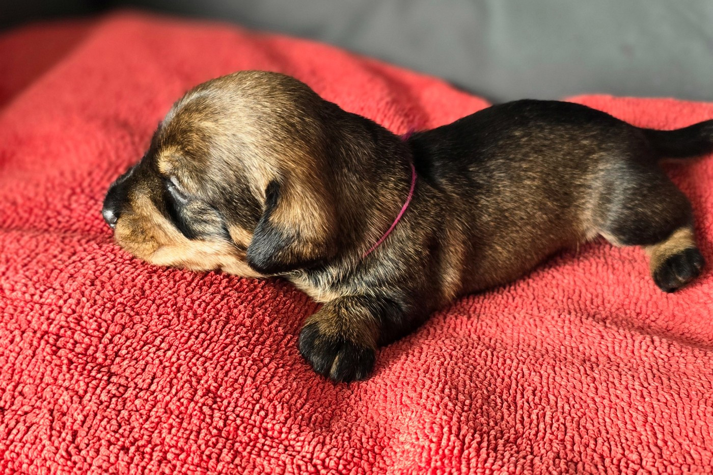 Des Terres De France - Chiots disponibles - Teckel poil dur