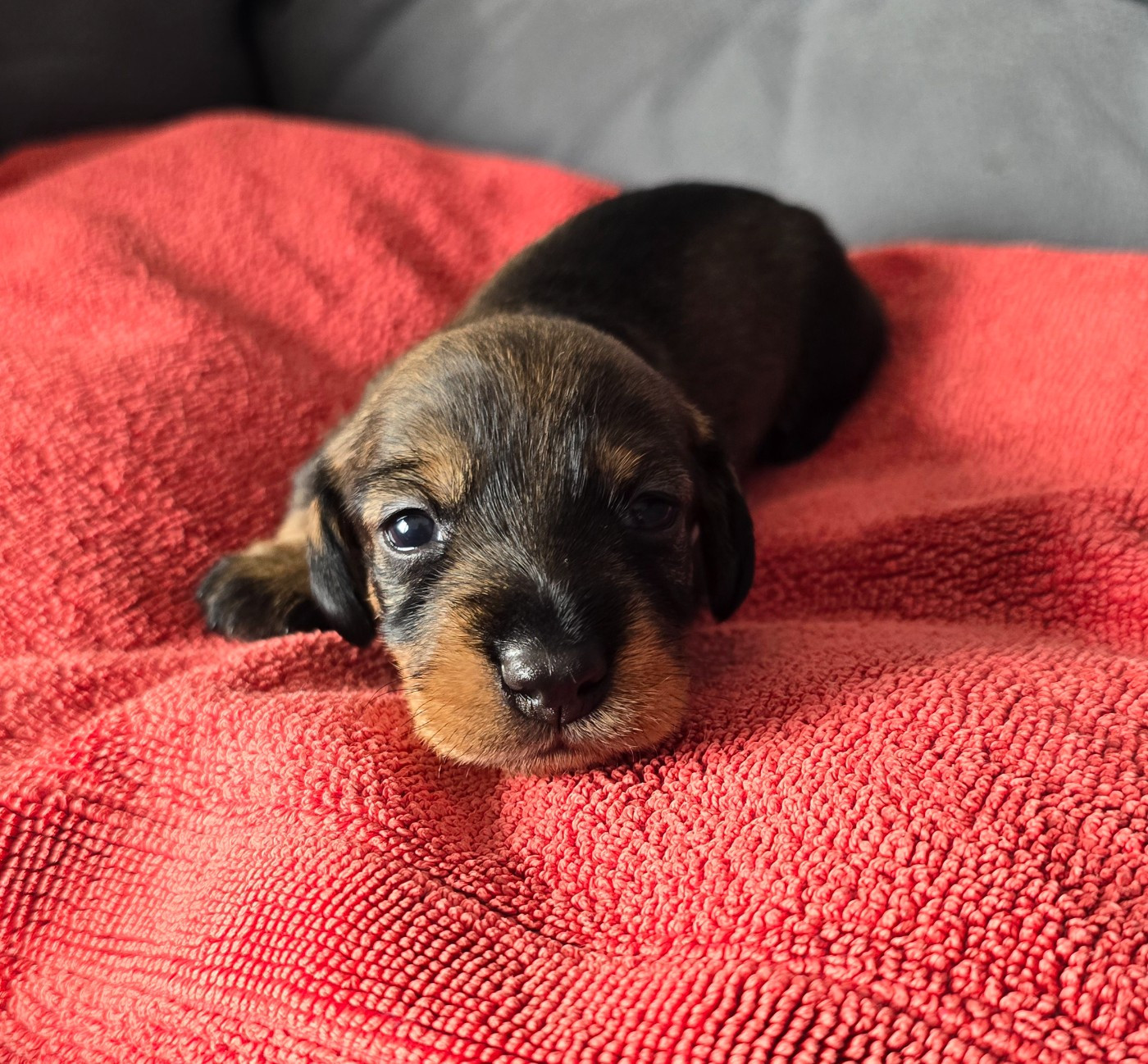 Des Terres De France - Chiots disponibles - Teckel poil dur