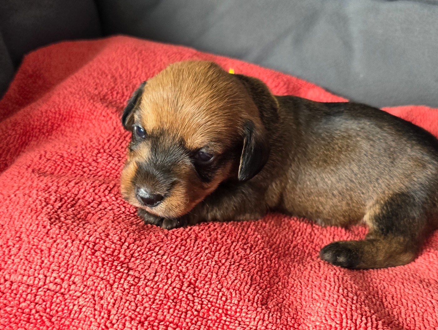 Des Terres De France - Chiots disponibles - Teckel poil dur