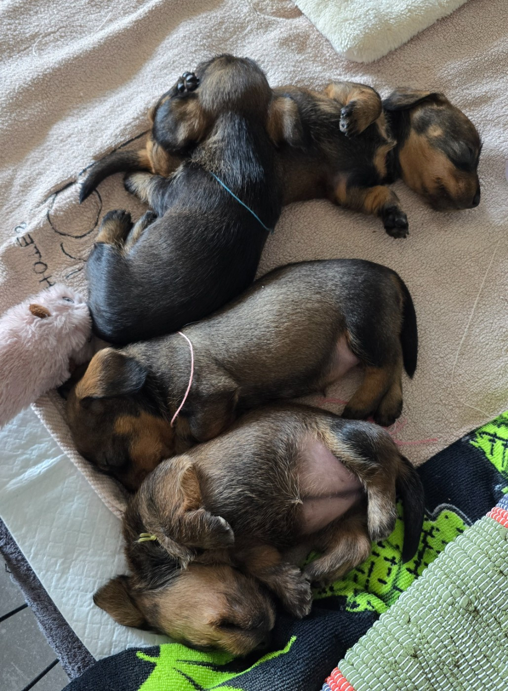 Chiot Teckel poil dur Des Terres De France
